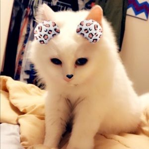 Meet your Posher, Tavania